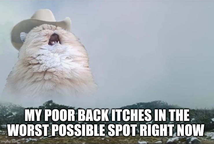 My back is itchy and I can't reach it | MY POOR BACK ITCHES IN THE WORST POSSIBLE SPOT RIGHT NOW | image tagged in screaming cowboy cat | made w/ Imgflip meme maker