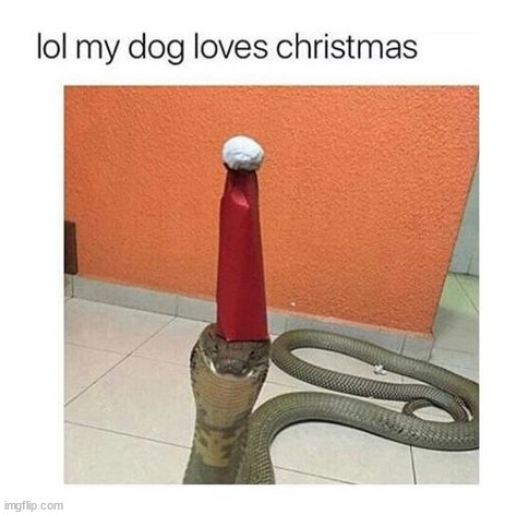 I'm...not sure that's a dog | image tagged in memes,funny | made w/ Imgflip meme maker