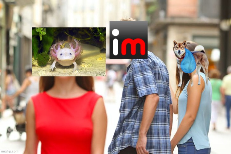 i actualy think axolotls are cuter that shiba inus | image tagged in memes,distracted boyfriend,axolotl,shiba inu,imgflip,this tag is not important | made w/ Imgflip meme maker