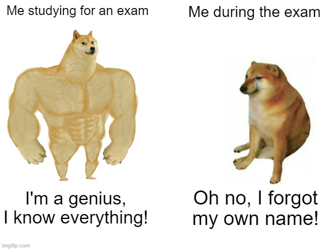 (This was ai, but ai stream mods didn't let me post it.) | Me studying for an exam; Me during the exam; I'm a genius, I know everything! Oh no, I forgot my own name! | image tagged in memes,buff doge vs cheems | made w/ Imgflip meme maker