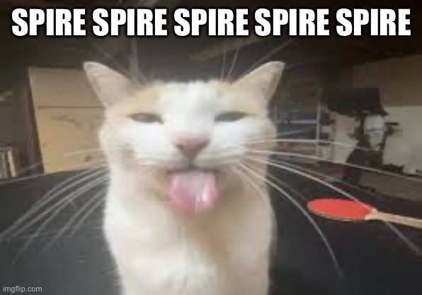 Cat | SPIRE SPIRE SPIRE SPIRE SPIRE | image tagged in cat | made w/ Imgflip meme maker