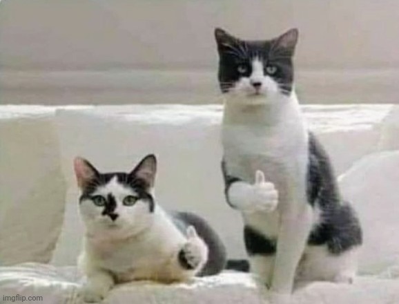 Thumbs up Cats | image tagged in thumbs up cats | made w/ Imgflip meme maker