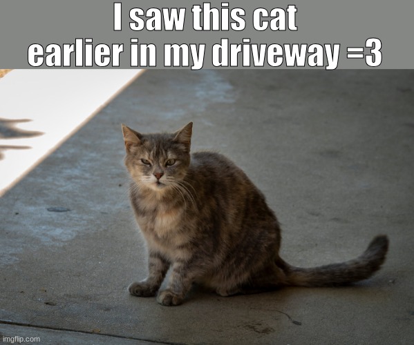 He looks like he doesn't know what he's doing | I saw this cat earlier in my driveway =3 | image tagged in cat,confused cat | made w/ Imgflip meme maker