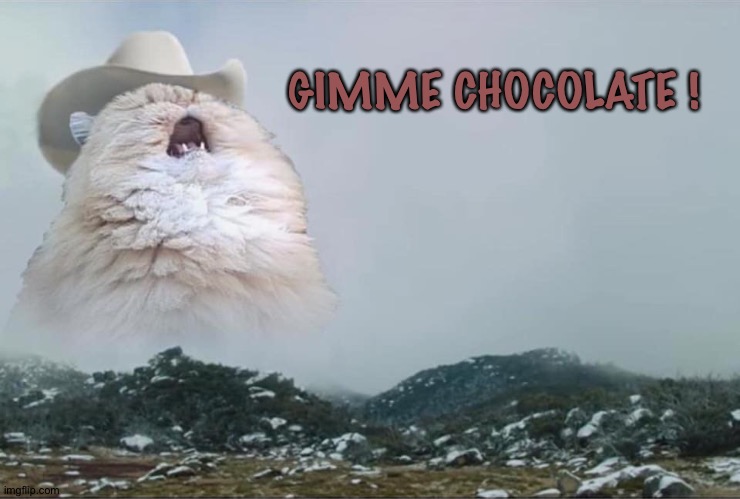 Screaming Cowboy Cat | GIMME CHOCOLATE ! | image tagged in screaming cowboy cat | made w/ Imgflip meme maker