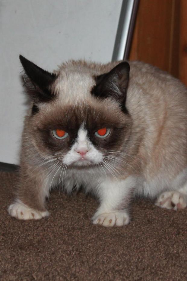 Grumpy Cat red eyes Blank Meme Template