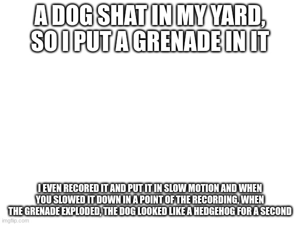 hedgehog dog | A DOG SHAT IN MY YARD, SO I PUT A GRENADE IN IT; I EVEN RECORED IT AND PUT IT IN SLOW MOTION AND WHEN YOU SLOWED IT DOWN IN A POINT OF THE RECORDING, WHEN THE GRENADE EXPLODED, THE DOG LOOKED LIKE A HEDGEHOG FOR A SECOND | image tagged in funny,dark humor | made w/ Imgflip meme maker