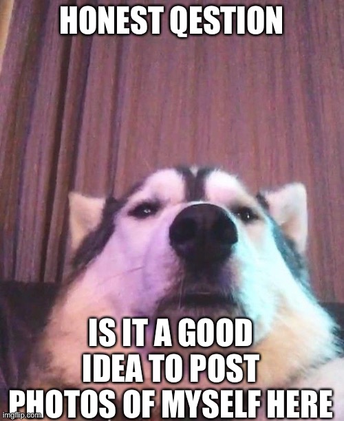 I say honest because Ik some you just wanna see photos of a girl no matter what | HONEST QESTION; IS IT A GOOD IDEA TO POST PHOTOS OF MYSELF HERE | image tagged in dog selfie | made w/ Imgflip meme maker