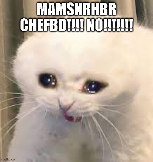 Cat | MAMSNRHBR CHEFBD!!!! NO!!!!!!! | image tagged in cat | made w/ Imgflip meme maker