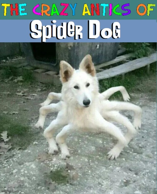Yes, the new Super Hero Spider Dog | image tagged in vince vance,dogs,spiders,spiderman,cursed image,memes | made w/ Imgflip meme maker