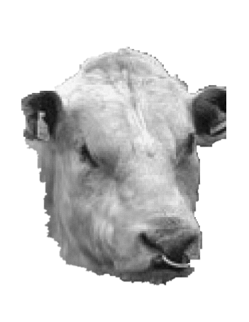 Cow Blank Meme Template