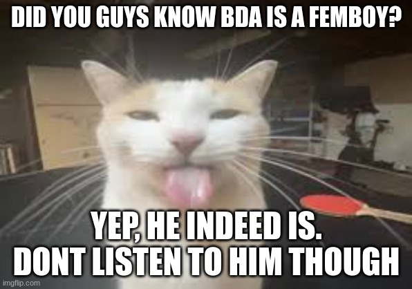 Cat | DID YOU GUYS KNOW BDA IS A FEMBOY? YEP, HE INDEED IS. DONT LISTEN TO HIM THOUGH | image tagged in cat | made w/ Imgflip meme maker