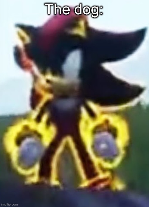 low quality shadow stare | The dog: | image tagged in low quality shadow stare | made w/ Imgflip meme maker