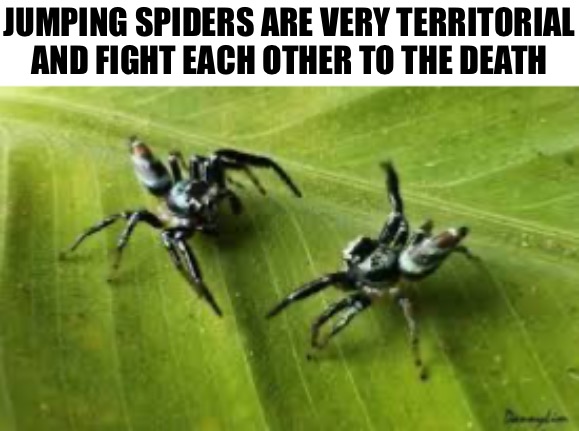 JUMPING SPIDERS ARE VERY TERRITORIAL AND FIGHT EACH OTHER TO THE DEATH | made w/ Imgflip meme maker