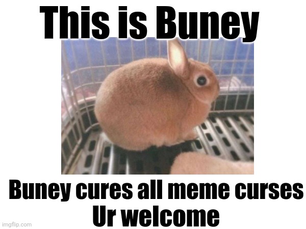 This is Buney; Buney cures all meme curses; Ur welcome | image tagged in meme | made w/ Imgflip meme maker