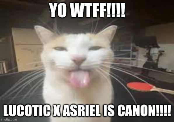 Cat | YO WTFF!!!! LUCOTIC X ASRIEL IS CANON!!!! | image tagged in cat | made w/ Imgflip meme maker