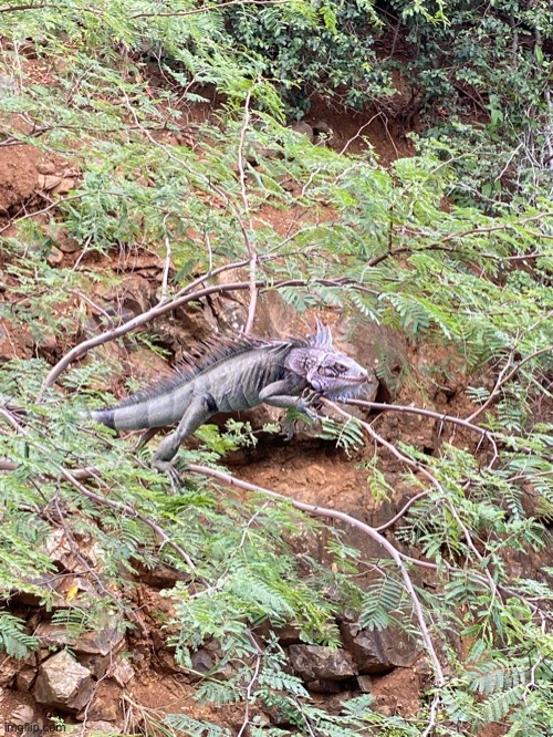 Island Iguana | image tagged in iguana,island reptile,phone photography,dragon lizard | made w/ Imgflip meme maker