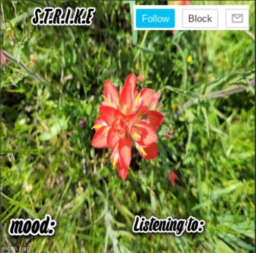 STRIKE temp | image tagged in strike temp | made w/ Imgflip meme maker