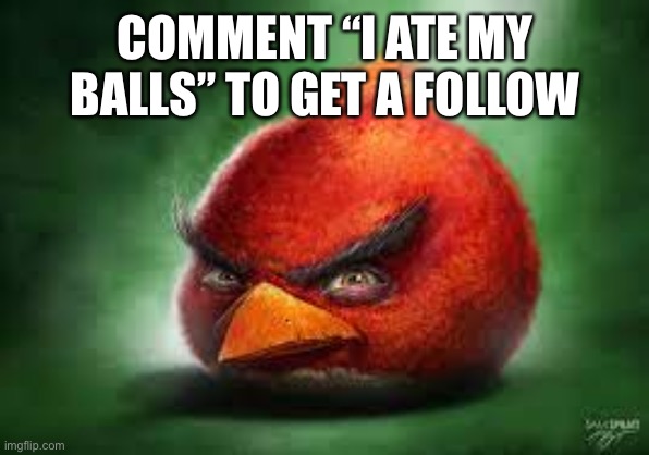 I ate my balls | COMMENT “I ATE MY BALLS” TO GET A FOLLOW | image tagged in realistic red angry birds,balls | made w/ Imgflip meme maker