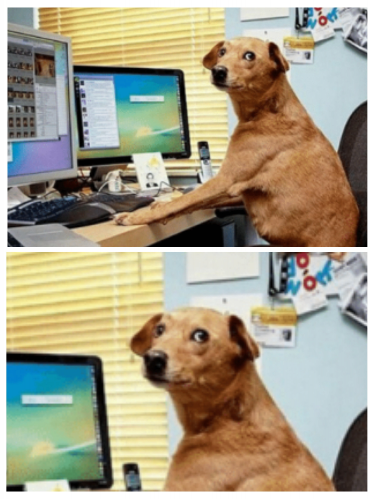 High Quality Dog behind computer zoom Blank Meme Template