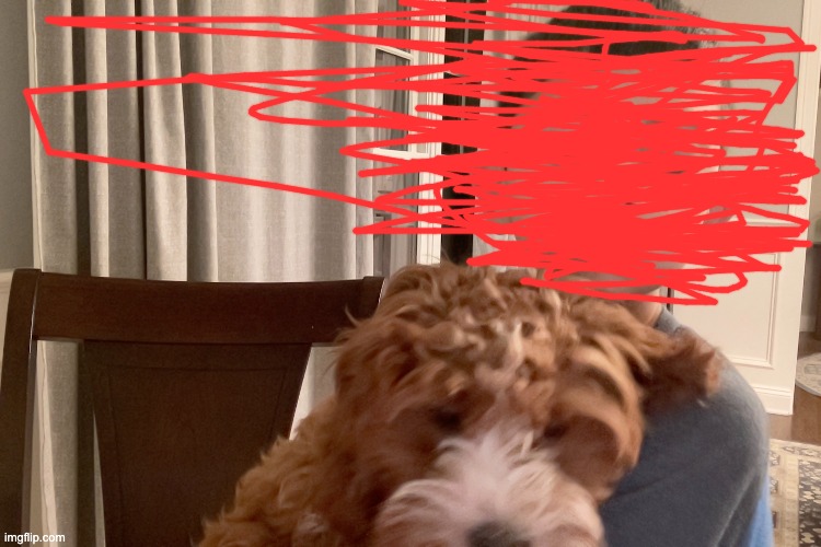 dog | image tagged in her name is ellie | made w/ Imgflip meme maker