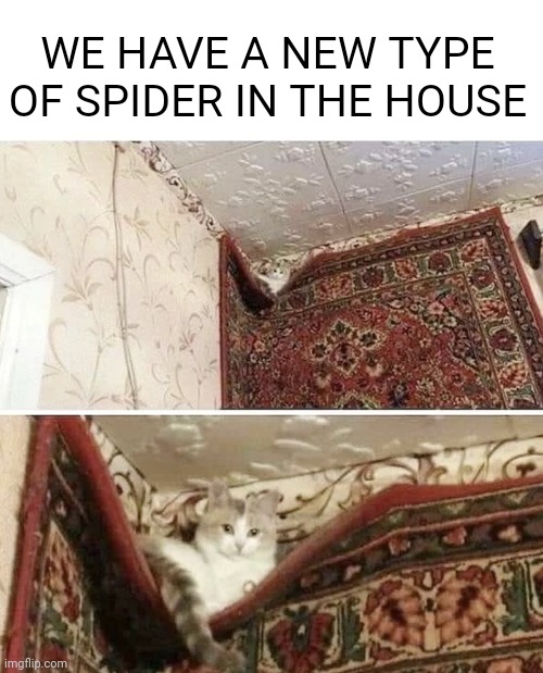 A SPIDER CAT | WE HAVE A NEW TYPE OF SPIDER IN THE HOUSE | image tagged in cats,funny cats | made w/ Imgflip meme maker