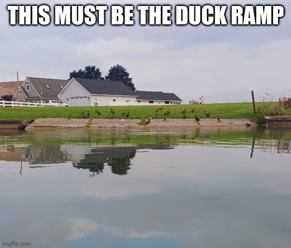 THE DUCKS TOOK OVER THE OLD BOAT RAMP | THIS MUST BE THE DUCK RAMP | image tagged in ducks,duck,boat ramp,lake | made w/ Imgflip meme maker