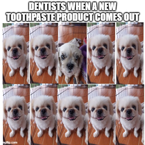 MY dogs when a new toothpaste product comes out | DENTISTS WHEN A NEW TOOTHPASTE PRODUCT COMES OUT | image tagged in dogs,funny dogs | made w/ Imgflip meme maker