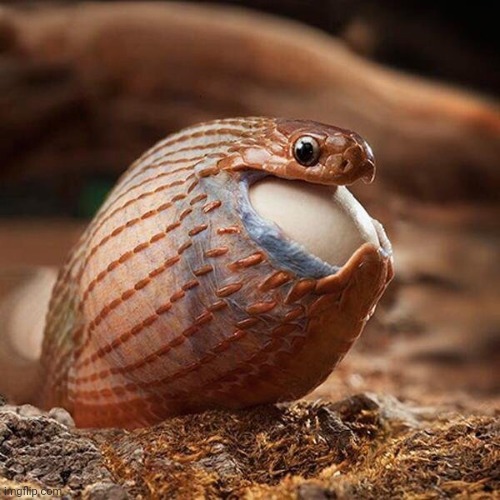 snake eating egg | image tagged in snake eating egg | made w/ Imgflip meme maker