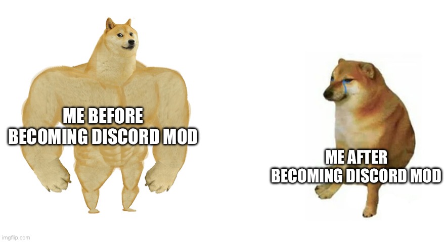 Buff Doge vs Crying Cheems | ME BEFORE BECOMING DISCORD MOD; ME AFTER BECOMING DISCORD MOD | image tagged in buff doge vs crying cheems | made w/ Imgflip meme maker