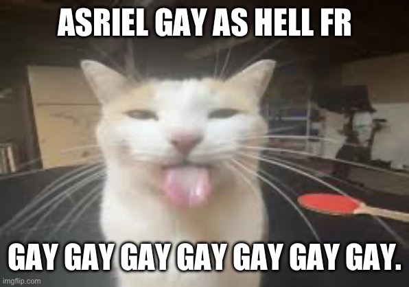 Cat | ASRIEL GAY AS HELL FR; GAY GAY GAY GAY GAY GAY GAY. | image tagged in cat | made w/ Imgflip meme maker