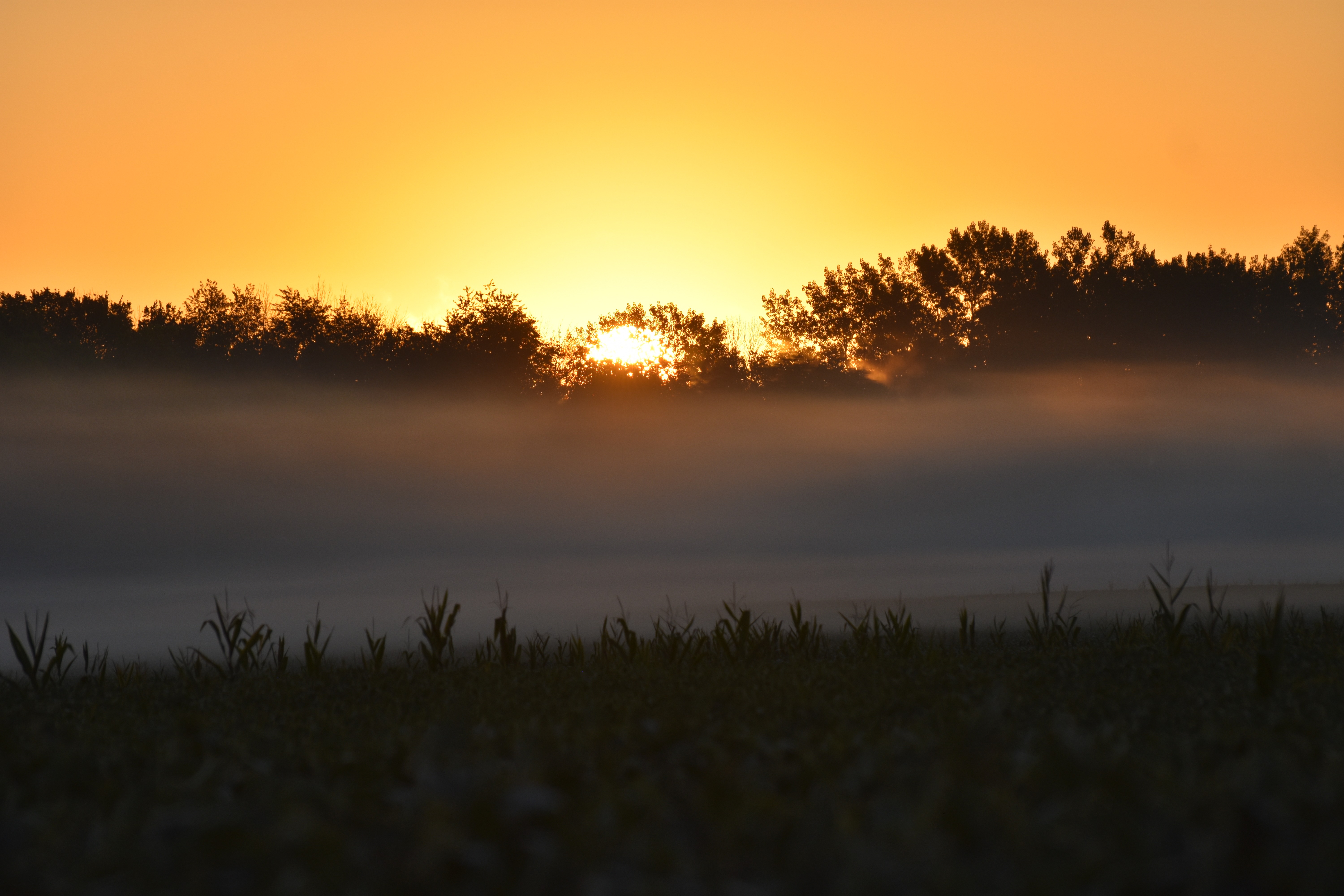 foggy sunrise | made w/ Imgflip meme maker
