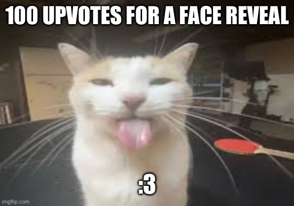 Cat | 100 UPVOTES FOR A FACE REVEAL; :3 | image tagged in cat | made w/ Imgflip meme maker
