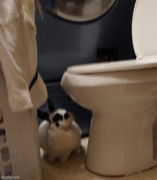 i have too many animal pics on my phone. my storage is full cause I don't wanna get rid of em | made w/ Imgflip meme maker