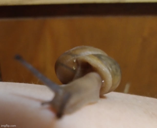 snaillll | made w/ Imgflip meme maker