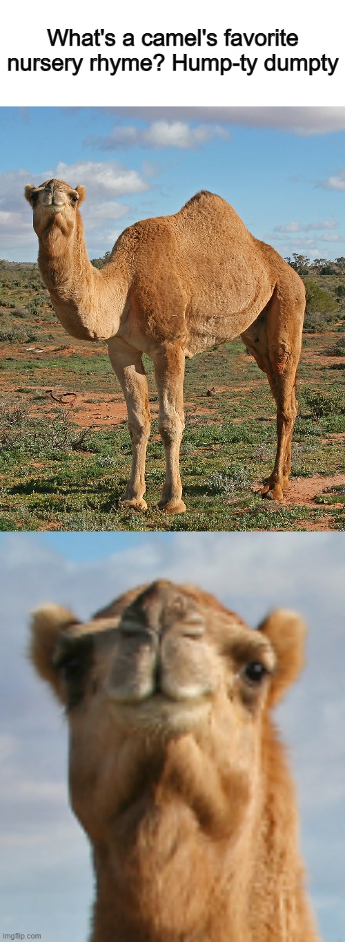 I mean... of course... | What's a camel's favorite nursery rhyme? Hump-ty dumpty | made w/ Imgflip meme maker
