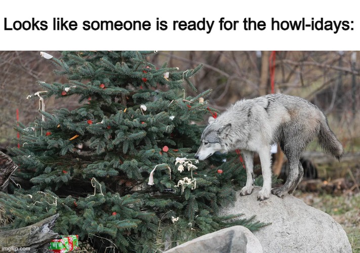 This probably seems better off in the dog stream lol | Looks like someone is ready for the howl-idays: | made w/ Imgflip meme maker