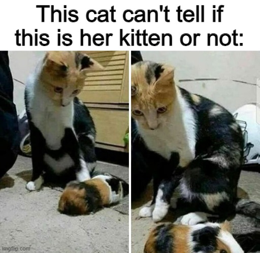 How do we tell her...? | This cat can't tell if this is her kitten or not: | image tagged in miau | made w/ Imgflip meme maker