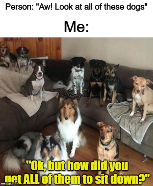 They all must be well-trained :) | Me:; Person: "Aw! Look at all of these dogs"; "Ok, but how did you get ALL of them to sit down?" | made w/ Imgflip meme maker
