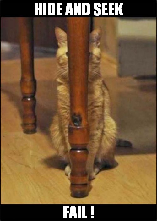 Where's The Cat ? | HIDE AND SEEK; FAIL ! | image tagged in cats,hide and seek,fail | made w/ Imgflip meme maker