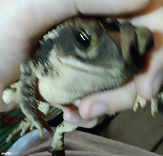 they love to piss. | made w/ Imgflip meme maker