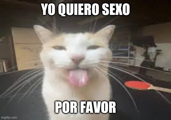 Cat | YO QUIERO SEXO; POR FAVOR | image tagged in cat | made w/ Imgflip meme maker