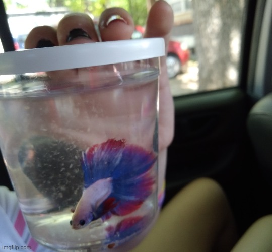 his name's chicken he died two years ago | made w/ Imgflip meme maker