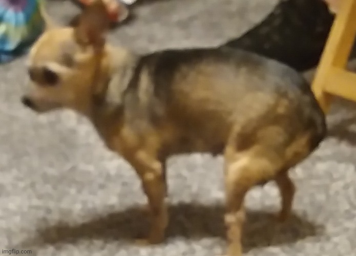 her names bella iirc | made w/ Imgflip meme maker