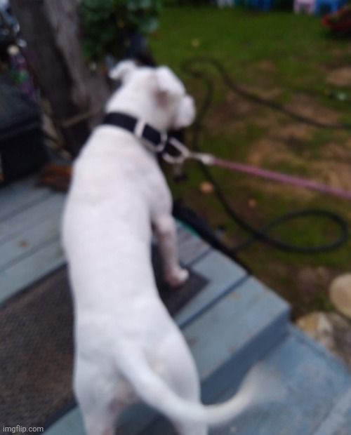 idk what happened to her cause her owner killed himself, shes never still | made w/ Imgflip meme maker