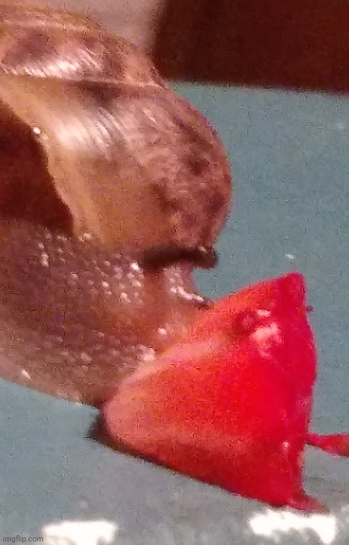 snail eating a stawberry | made w/ Imgflip meme maker