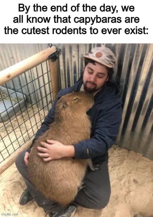 Sleep well :] | By the end of the day, we all know that capybaras are the cutest rodents to ever exist: | made w/ Imgflip meme maker