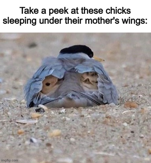 This is simply too cute lol | Take a peek at these chicks sleeping under their mother's wings: | made w/ Imgflip meme maker