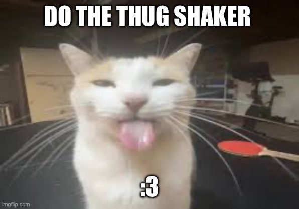 Cat | DO THE THUG SHAKER; :3 | image tagged in cat | made w/ Imgflip meme maker