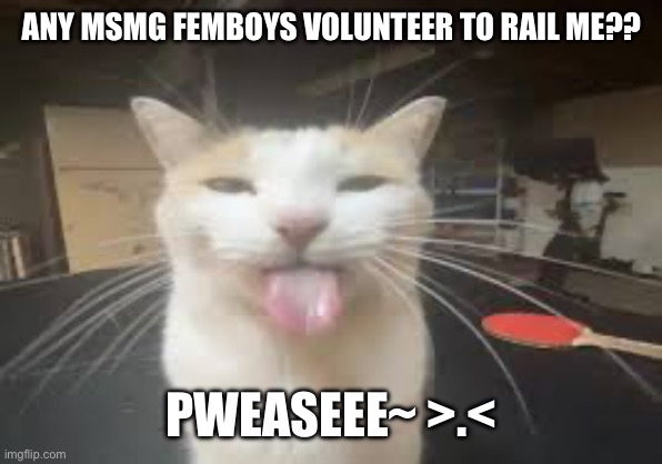 Cat | ANY MSMG FEMBOYS VOLUNTEER TO RAIL ME?? PWEASEEE~ >.< | image tagged in cat | made w/ Imgflip meme maker