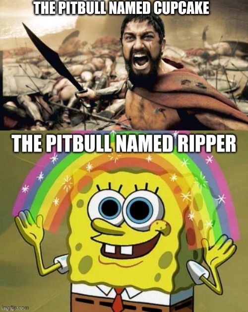props to my brohter for giving me this idea | THE PITBULL NAMED CUPCAKE | image tagged in memes,sparta leonidas | made w/ Imgflip meme maker